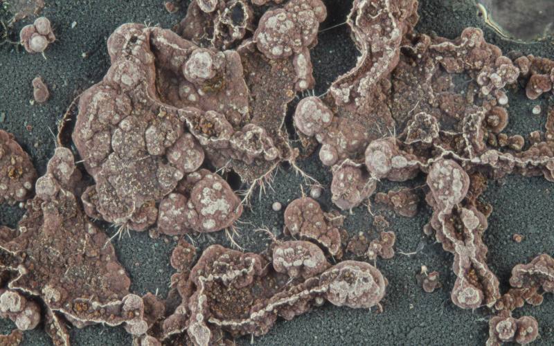 corroded-battery-grid-structure